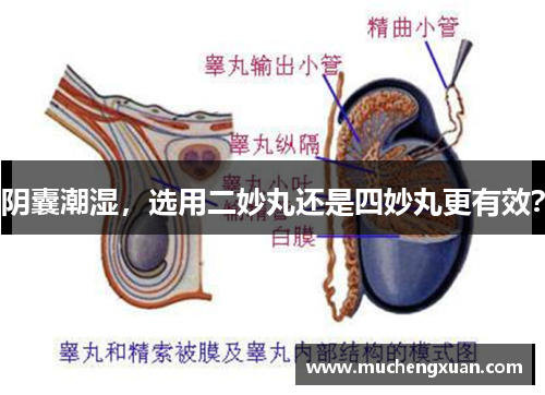 阴囊潮湿，选用二妙丸还是四妙丸更有效？