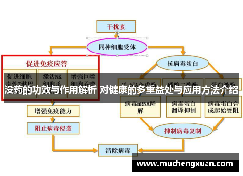 没药的功效与作用解析 对健康的多重益处与应用方法介绍